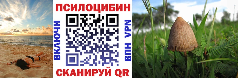 OMG tor  Новокубанск  Псилоцибиновые грибы GOLDEN TEACHER 